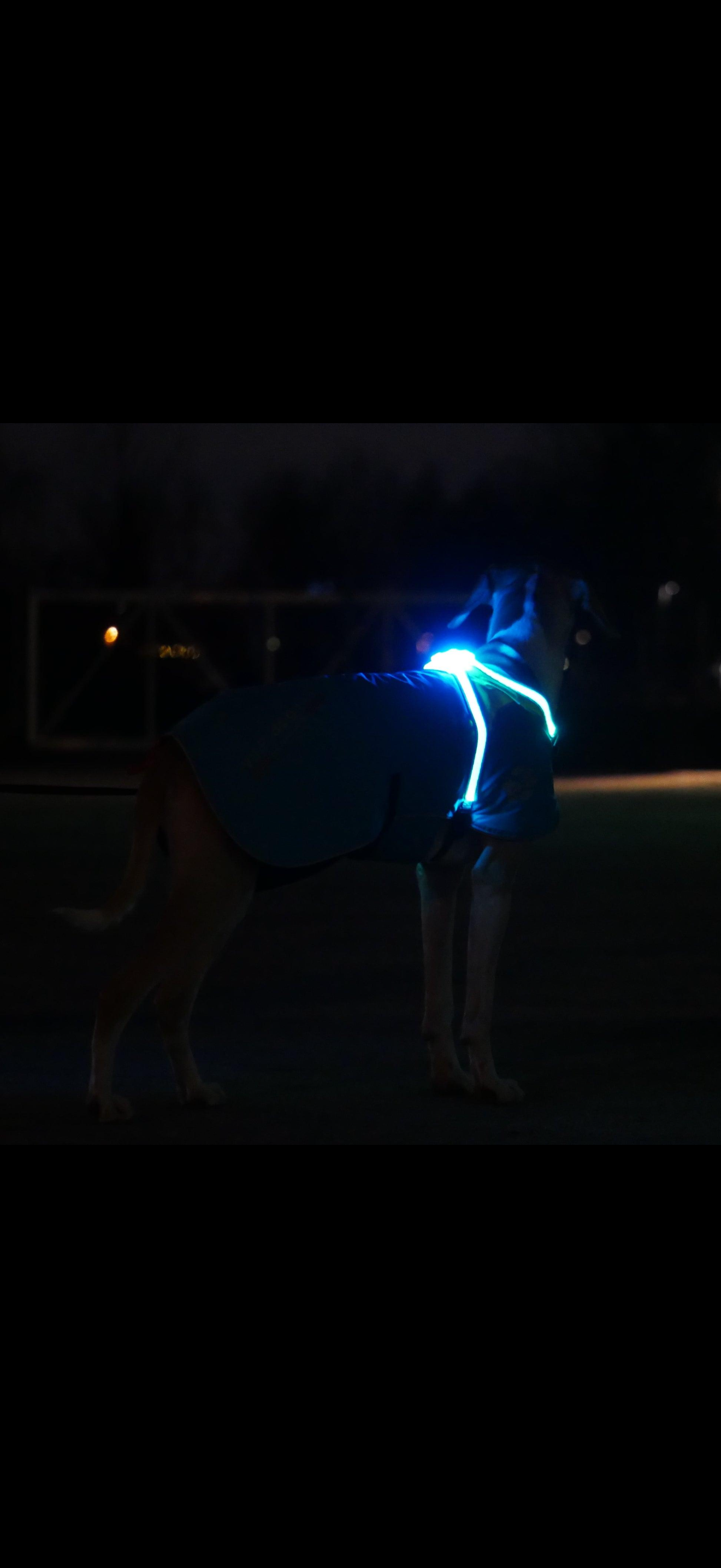Luz LED para Collar